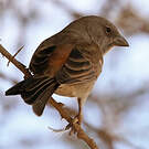 Moineau swahili