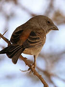 Swahili Sparrow