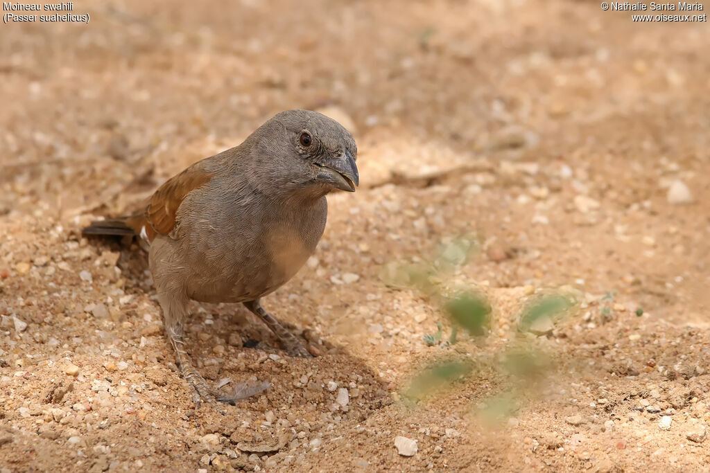 Swahili Sparrowadult, identification, habitat