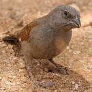 Moineau swahili