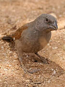 Swahili Sparrow