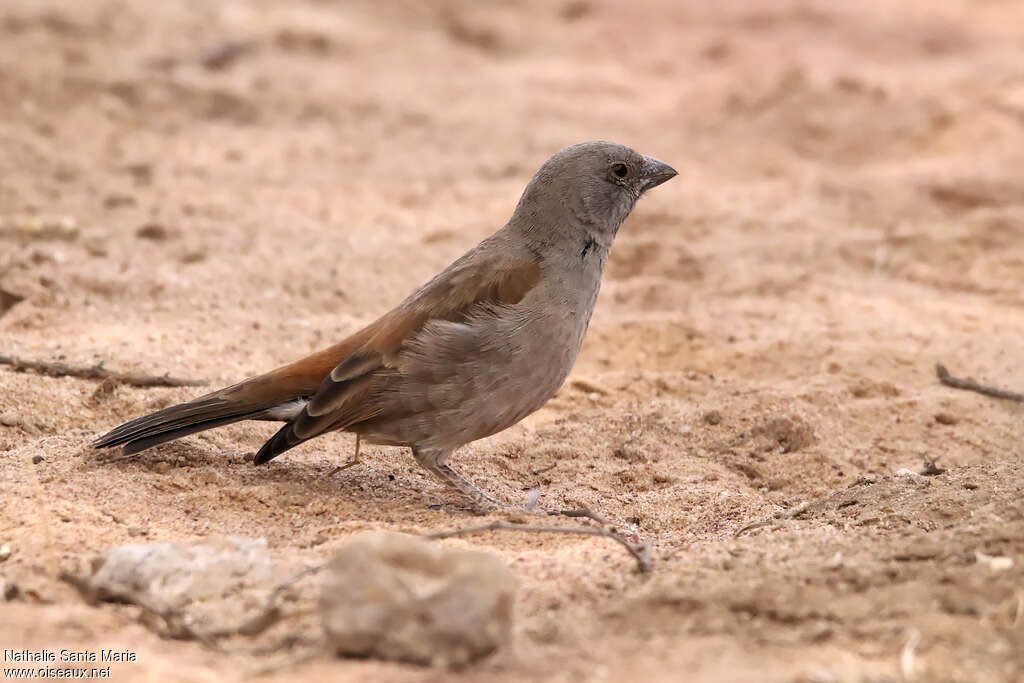 Moineau swahiliadulte, identification