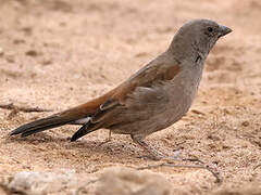 Swahili Sparrow