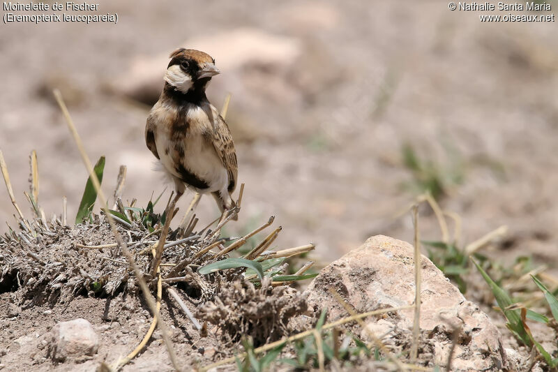 Fischer's Sparrow-Lark male adult, identification, habitat