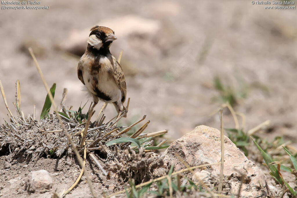 Fischer's Sparrow-Lark male adult, identification, habitat