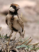 Fischer's Sparrow-Lark