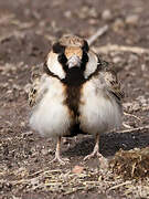 Fischer's Sparrow-Lark