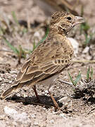 Fischer's Sparrow-Lark