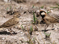 Fischer's Sparrow-Lark