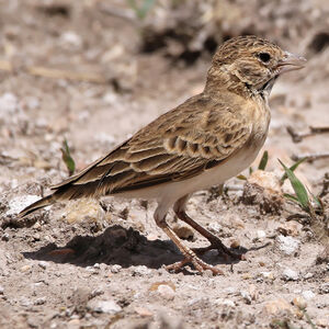 Moinelette de Fischer