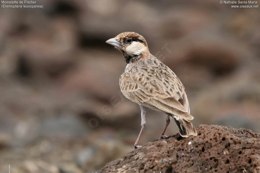 Moinelette de Fischer mâle adulte, identification, portrait