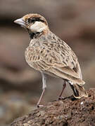 Fischer's Sparrow-Lark