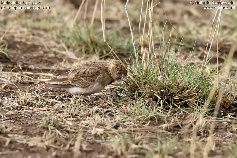 Fischer's Sparrow-Lark female adult, identification, habitat, eats
