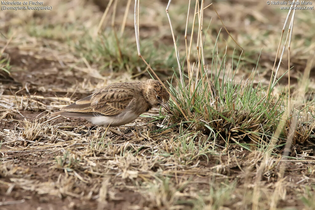 Fischer's Sparrow-Lark female adult, identification, habitat, eats