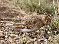 Fischer's Sparrow-Lark