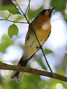 Spectacled Monarch