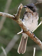 Satin Flycatcher