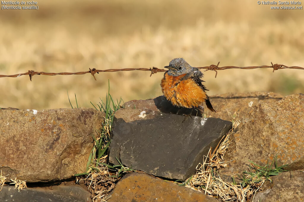 Common Rock Thrush, identification, habitat