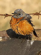 Common Rock Thrush