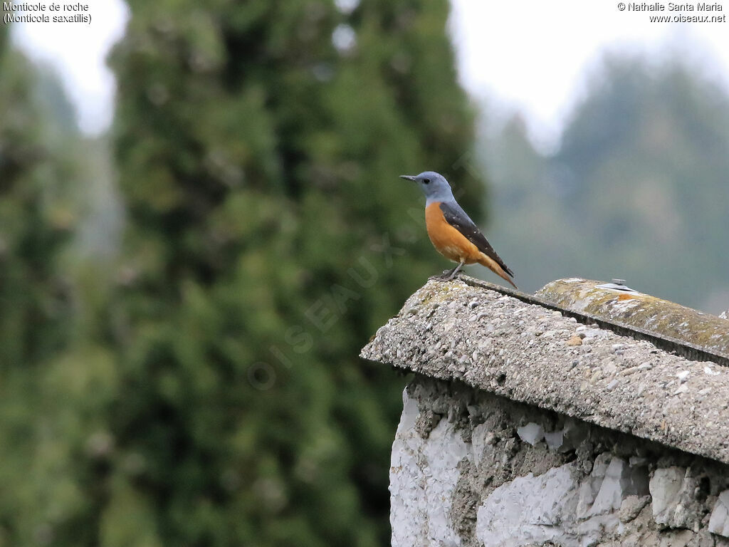 Common Rock Thrush male adult breeding, identification, habitat, Behaviour