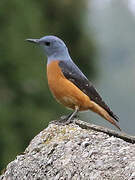 Common Rock Thrush