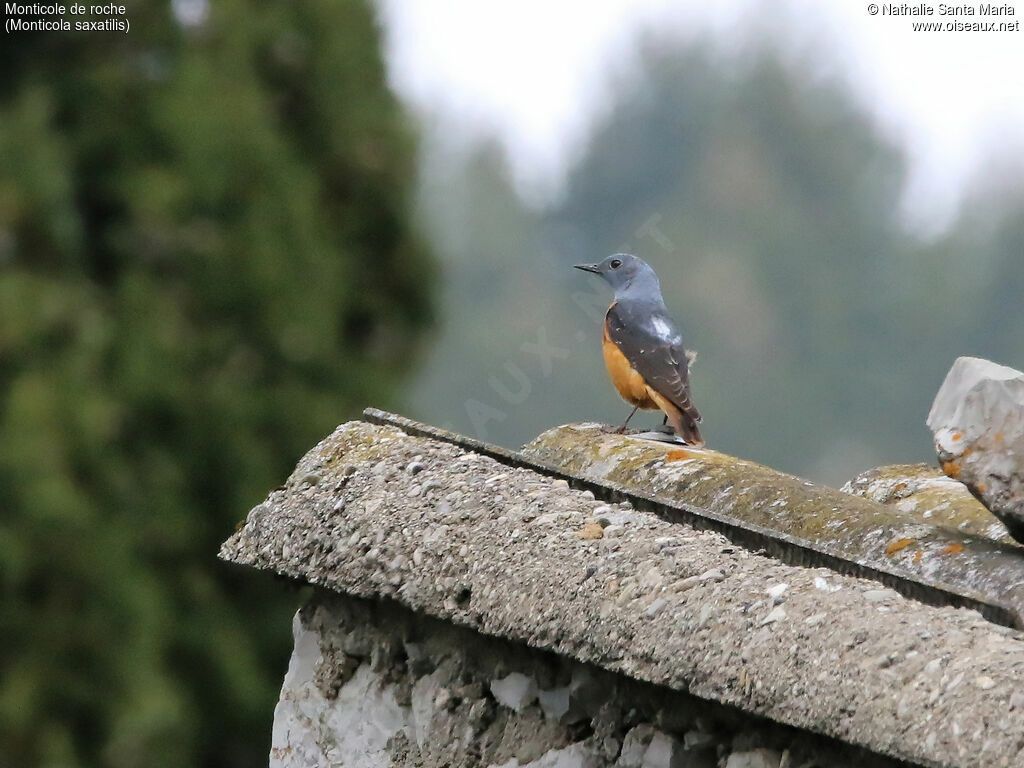 Common Rock Thrush male adult breeding, identification, habitat, Behaviour