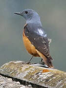 Common Rock Thrush