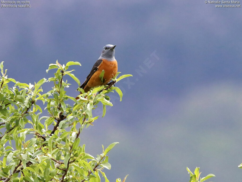 Common Rock Thrush male adult breeding, identification, habitat, Behaviour