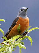 Common Rock Thrush