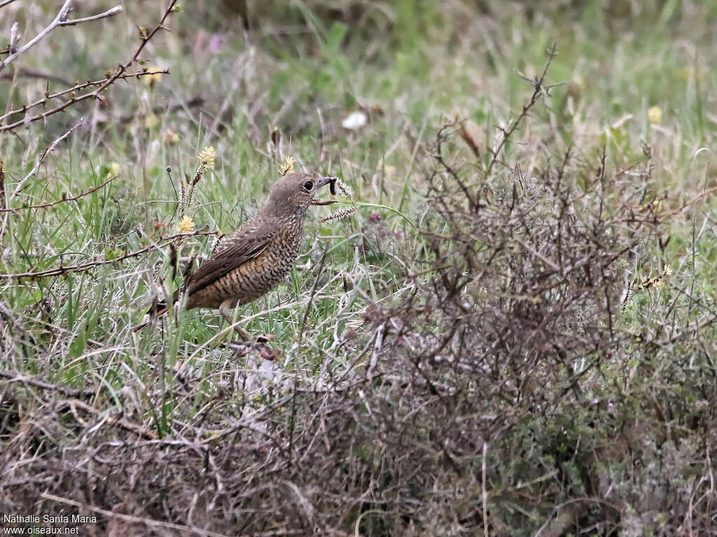 Common Rock Thrush female adult, feeding habits, eats, Behaviour