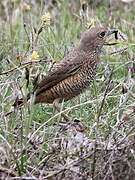 Common Rock Thrush