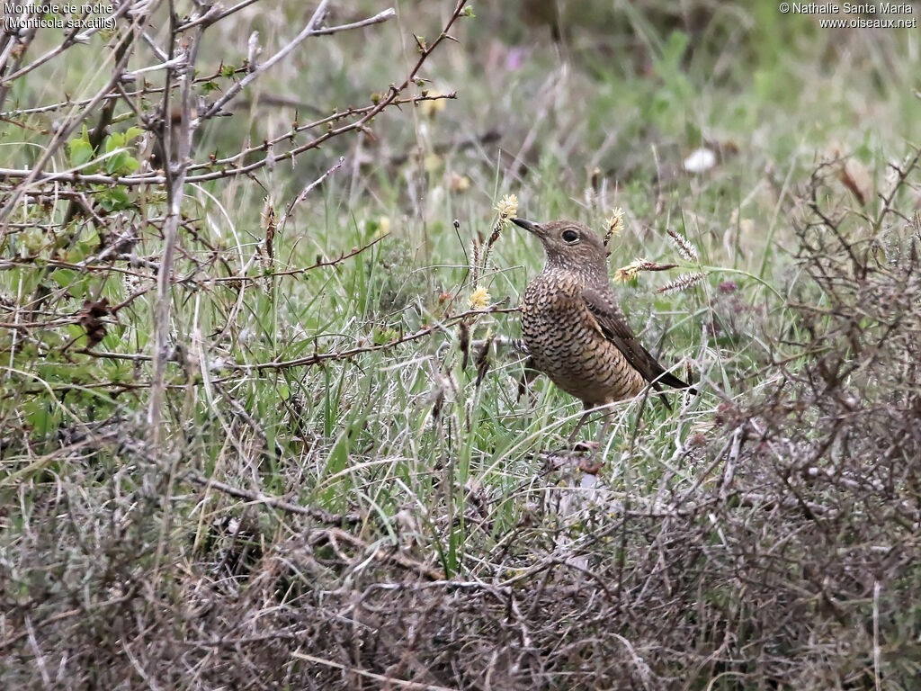 Common Rock Thrush female adult, identification, habitat, camouflage, walking