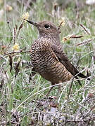 Common Rock Thrush