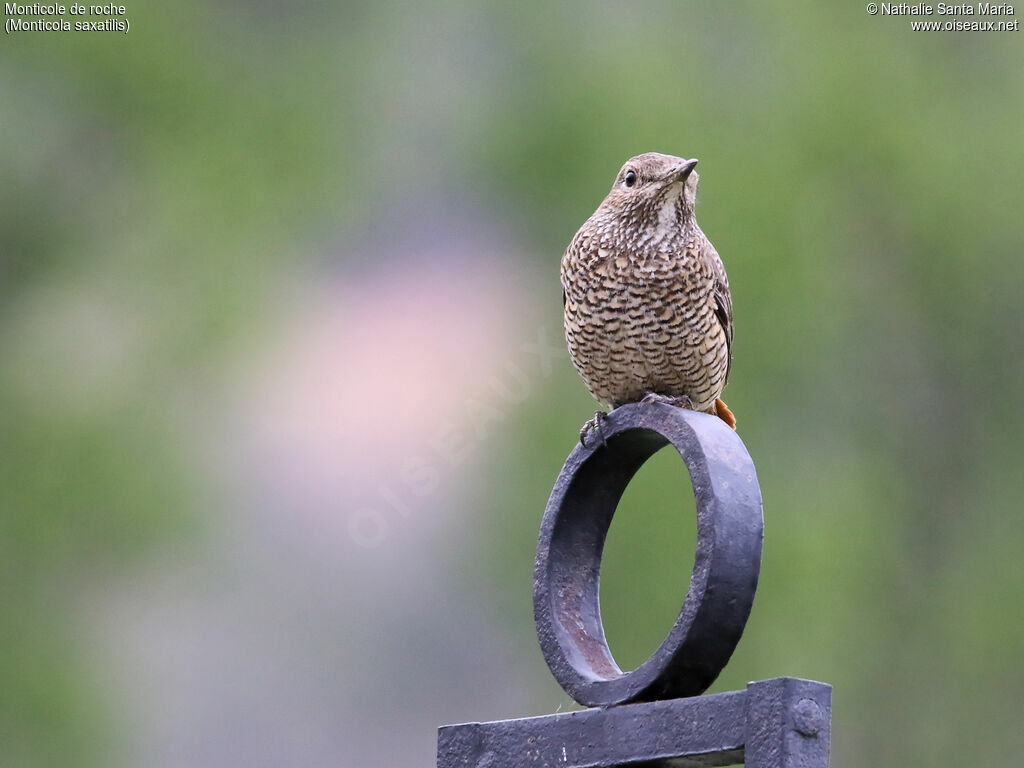 Common Rock Thrush female adult, identification, Behaviour