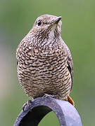 Common Rock Thrush