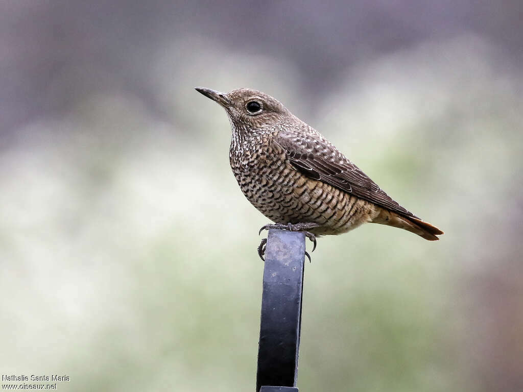 Common Rock Thrush female adult breeding, identification