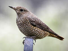 Common Rock Thrush