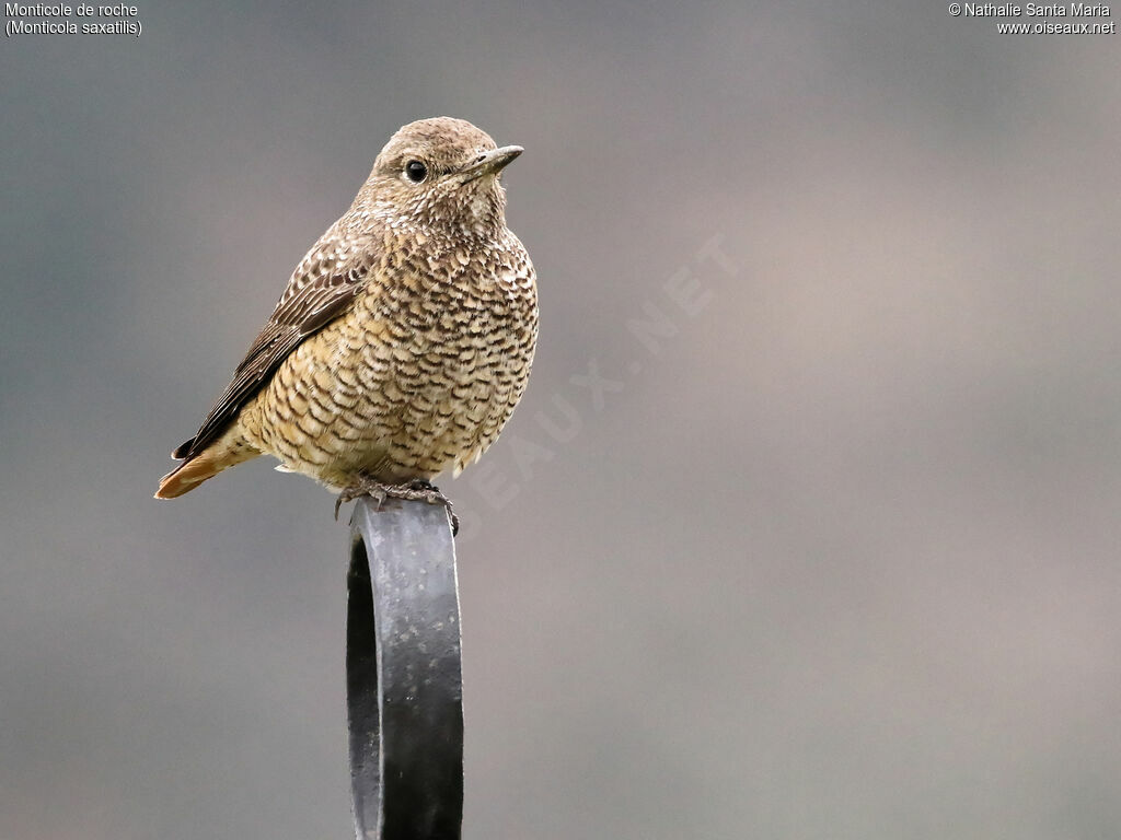 Common Rock Thrush female adult, identification, Behaviour