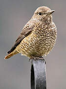 Common Rock Thrush