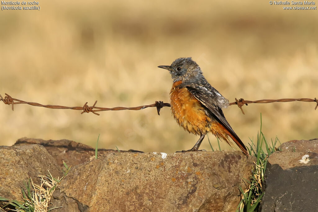 Common Rock Thrush, habitat