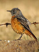 Common Rock Thrush