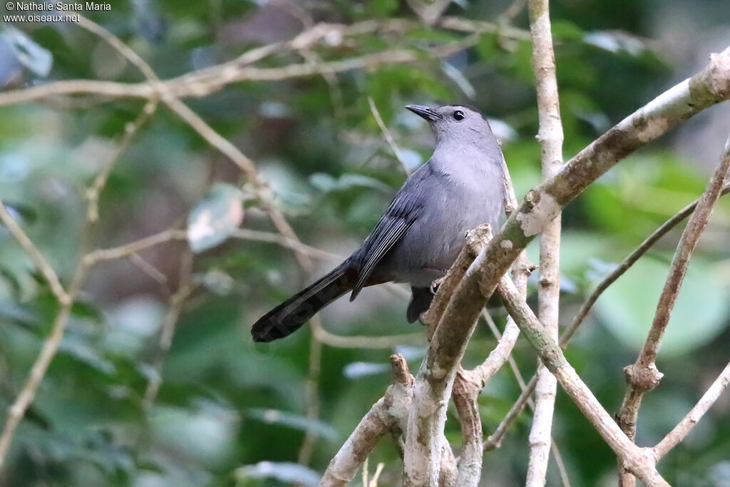 Grey Catbirdadult, identification