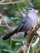 Grey Catbird