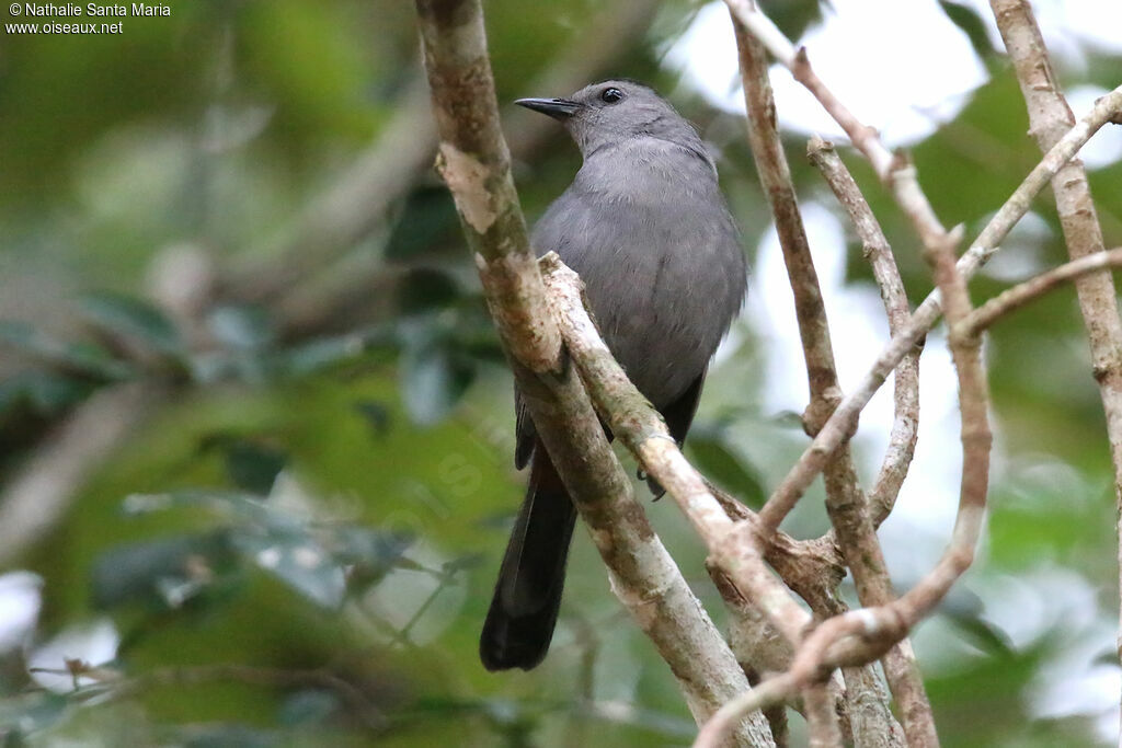 Grey Catbirdadult, identification