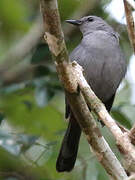 Grey Catbird