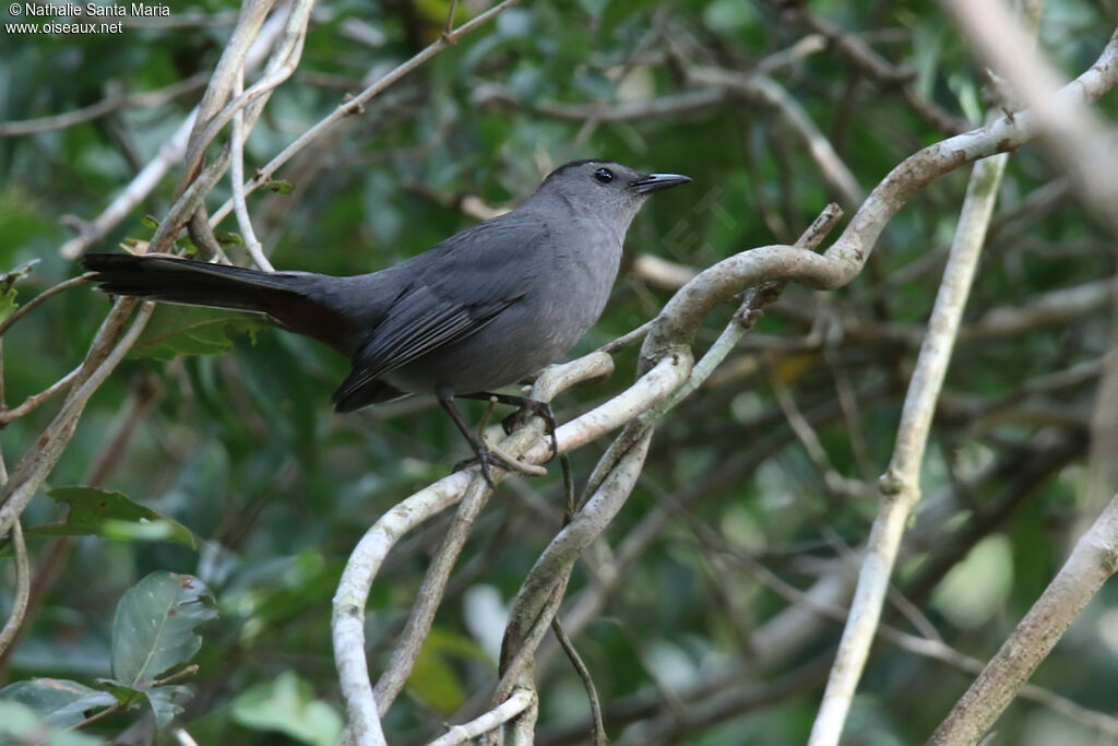 Moqueur chatadulte, identification