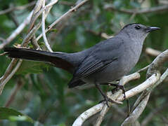 Grey Catbird