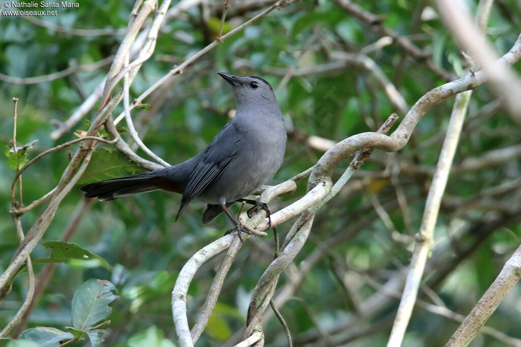 Grey Catbirdadult, habitat