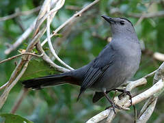 Grey Catbird