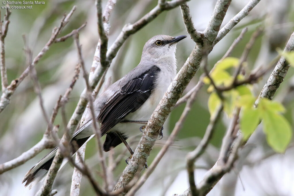 Moqueur des savanesadulte, identification